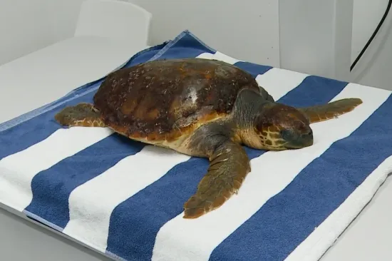 Ovu glavatu želvu čeka operacija u kojoj će sudjelovati četiri člana veterinarskog tima