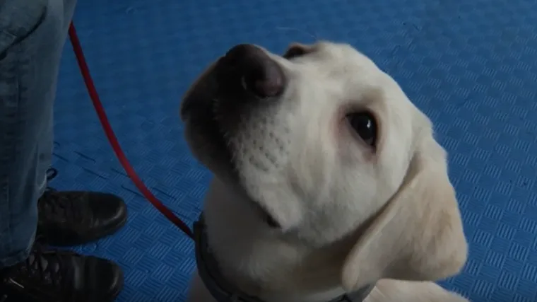 Godinu dana igre, a onda velika odgovornost: &Scaron;tenci koji će nekome promijeniti svijet