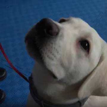 Godinu dana igre, a onda velika odgovornost: &Scaron;tenci koji će nekome promijeniti svijet