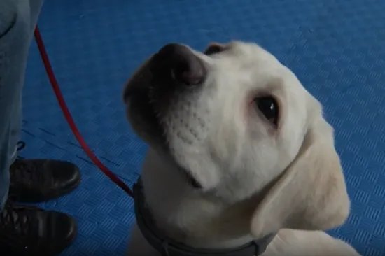 Godinu dana igre, a onda velika odgovornost: &Scaron;tenci koji će nekome promijeniti svijet