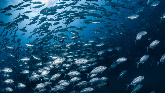 [KVIZ] Samo će pravi stručnjaci znati sve o ovim ribama Jadranskog mora