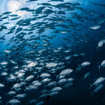 [KVIZ] Samo će pravi stručnjaci znati sve o ovim ribama Jadranskog mora