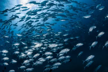 [KVIZ] Samo će pravi stručnjaci znati sve o ovim ribama Jadranskog mora