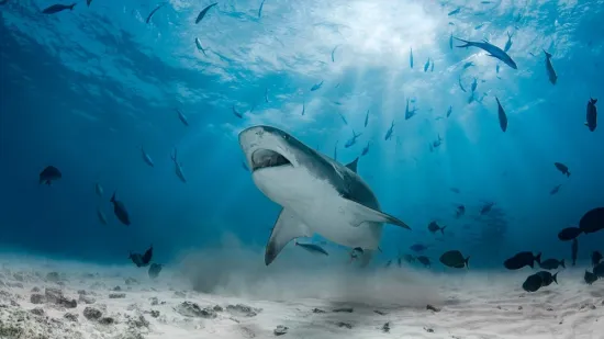 [KVIZ] Jesi li stručnjak koji zna ba&scaron; sve o ribama?