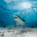 [KVIZ] Jesi li stručnjak koji zna ba&scaron; sve o ribama?