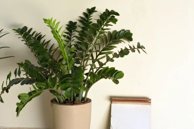 Osim &scaron;to je dekorativna, iznimno je otporna: Ova neuni&scaron;tiva biljka donosi sreću