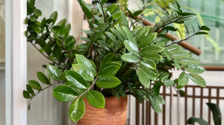 Osim &scaron;to je dekorativna, iznimno je otporna: Ova neuni&scaron;tiva biljka donosi sreću