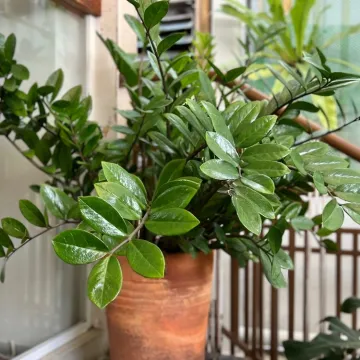 Osim &scaron;to je dekorativna, iznimno je otporna: Ova neuni&scaron;tiva biljka donosi sreću