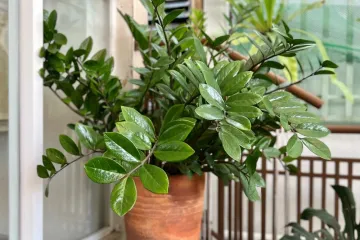 Osim &scaron;to je dekorativna, iznimno je otporna: Ova neuni&scaron;tiva biljka donosi sreću