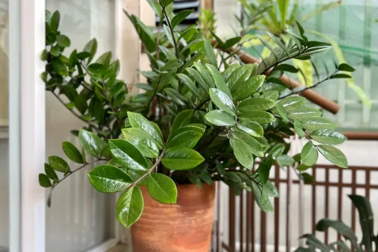 Osim &scaron;to je dekorativna, iznimno je otporna: Ova neuni&scaron;tiva biljka donosi sreću