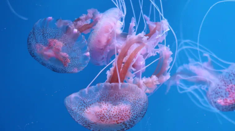 [KVIZ] Koliko zna&scaron; o meduzama?