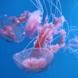 [KVIZ] Koliko zna&scaron; o meduzama?