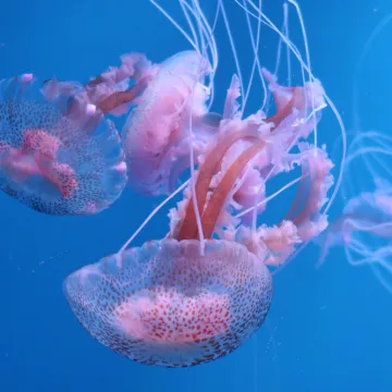 [KVIZ] Koliko zna&scaron; o meduzama?