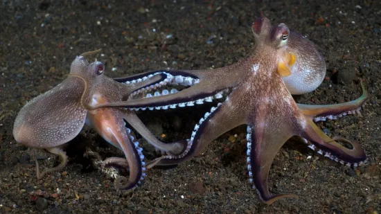 [KVIZ] Koliko zna&scaron; o najinteligentnijim životinjama svijeta?