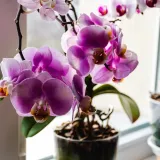 Neke vrste dožive i sto godina: Ova sobna biljka jedna je od najcjenjenijih