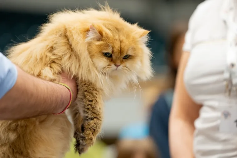 Ova mačka se ističe prodornim očima i rasko&scaron;nim krznom: Obitelji iskazuje iznimnu privrženost