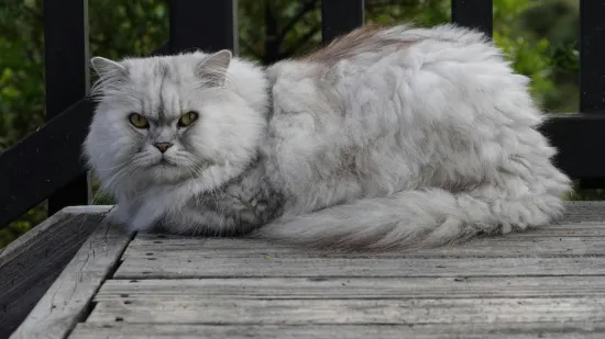 Ova mačka se ističe prodornim očima i rasko&scaron;nim krznom: Obitelji iskazuje iznimnu privrženost