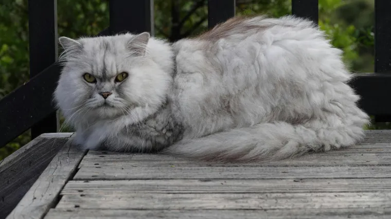 Ova mačka se ističe prodornim očima i rasko&scaron;nim krznom: Obitelji iskazuje iznimnu privrženost
