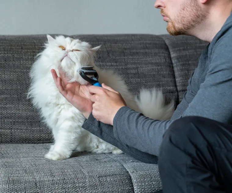 Ova mačka se ističe prodornim očima i rasko&scaron;nim krznom: Obitelji iskazuje iznimnu privrženost