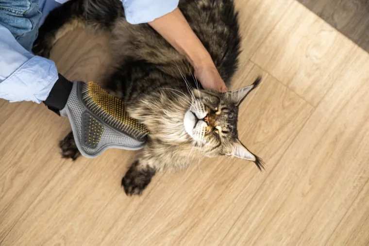 Ovo je najveća kućna mačka na svijetu: Nježni div od 9 kilograma izrazito je privržen i zaigran