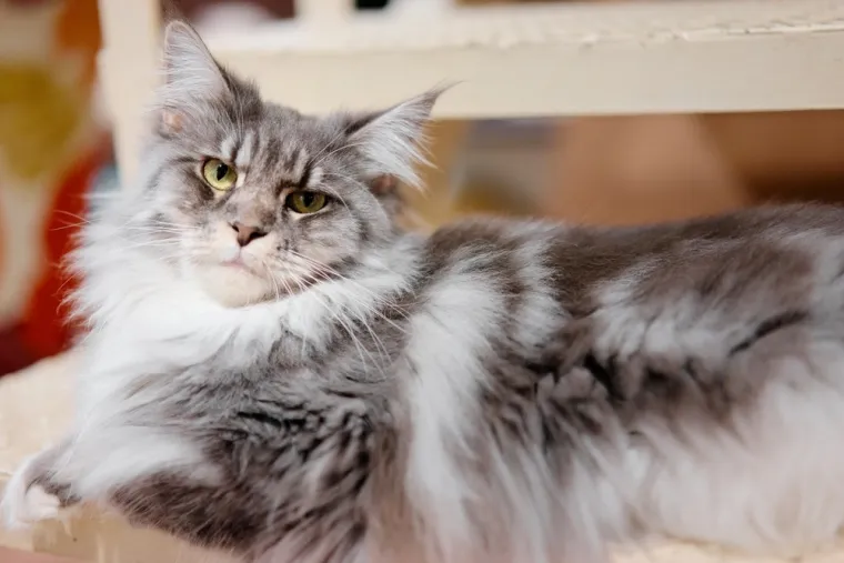 Ovo je najveća kućna mačka na svijetu: Nježni div od 9 kilograma izrazito je privržen i zaigran