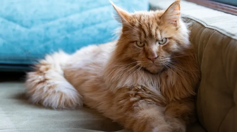 Ovo je najveća kućna mačka na svijetu: Nježni div od 9 kilograma izrazito je privržen i zaigran