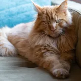 Ovo je najveća kućna mačka na svijetu: Nježni div od 9 kilograma izrazito je privržen i zaigran