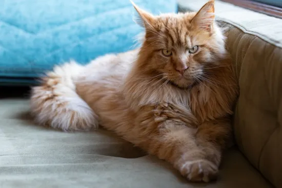 Ovo je najveća kućna mačka na svijetu: Nježni div od 9 kilograma izrazito je privržen i zaigran