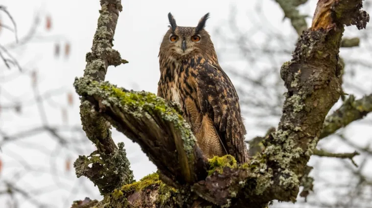[KVIZ] Samo rijetki mogu prepoznati noćne životinje