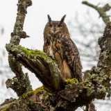 [KVIZ] Samo rijetki mogu prepoznati noćne životinje