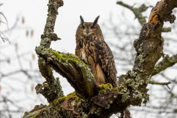 [KVIZ] Samo rijetki mogu prepoznati noćne životinje
