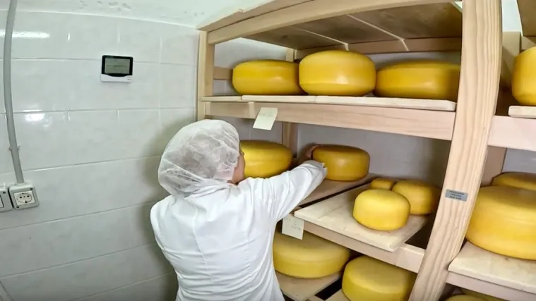 Učenici u Križevcima sami proizvode sir, a imaju i 60 krava: 'Praktična nastava je praktična nastava'