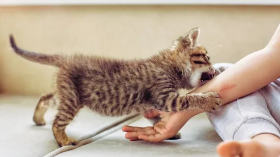 Upozorenje vlasnicima mačaka: Ogrebotina može uzrokovati rijetku i opasnu infekciju