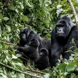 [KVIZ] Jesi li stručnjak koji zna sve o majmunima?