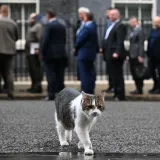 'Prvi mačak' Velike Britanije slavi 15 godina 'na vlasti': Ispratio je &scaron;est premijera, a u jednom je bez premca