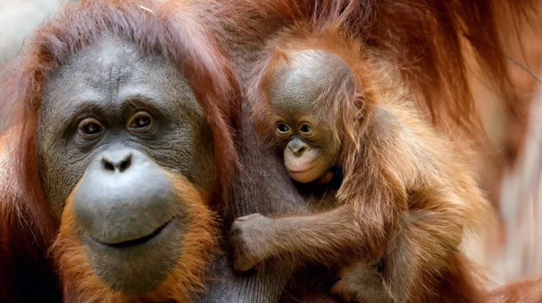 [KVIZ] Ne treba&scaron; biti veliki stručnjak da prepozna&scaron; ove narančaste životinje