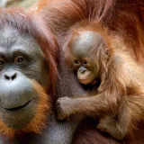 [KVIZ] Ne treba&scaron; biti veliki stručnjak da prepozna&scaron; ove narančaste životinje