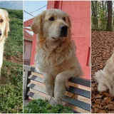 Radost i veselje: Ovih 50 fotografija zlatnih retrivera uljep&scaron;at će vam dan