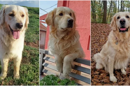 Radost i veselje: Ovih 50 fotografija zlatnih retrivera uljep&scaron;at će vam dan