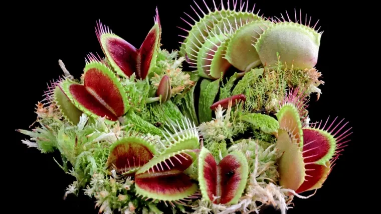 [KVIZ] Koliko zna&scaron; o biljkama mesožderkama?