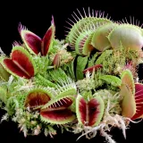 [KVIZ] Koliko zna&scaron; o biljkama mesožderkama?