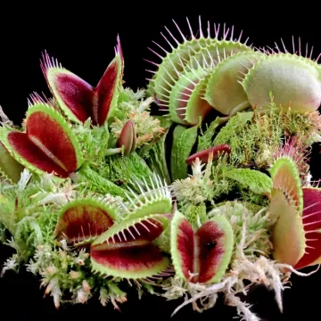 [KVIZ] Koliko zna&scaron; o biljkama mesožderkama?