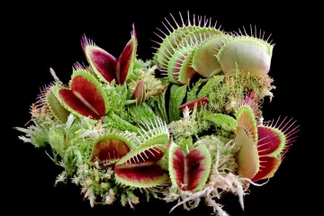 [KVIZ] Koliko zna&scaron; o biljkama mesožderkama?