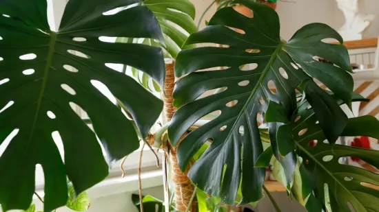 [KVIZ] Jesi li stručnjak koji zna sve o tropskim biljkama?