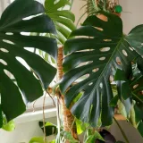 [KVIZ] Jesi li stručnjak koji zna sve o tropskim biljkama?