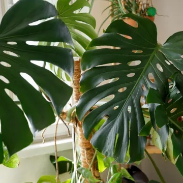 [KVIZ] Jesi li stručnjak koji zna sve o tropskim biljkama?