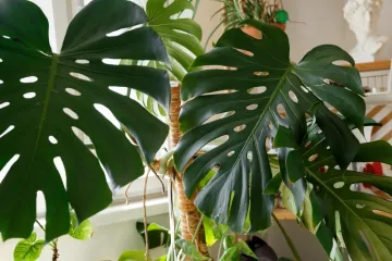 [KVIZ] Jesi li stručnjak koji zna sve o tropskim biljkama?