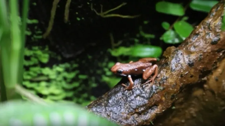 Hrvatski toksikolog otkrio kako djeluje otrov kojim je ubijen Navaljni: 'Vrlo bolna smrt'