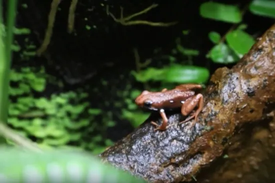 Hrvatski toksikolog otkrio kako djeluje otrov kojim je ubijen Navaljni: 'Vrlo bolna smrt'