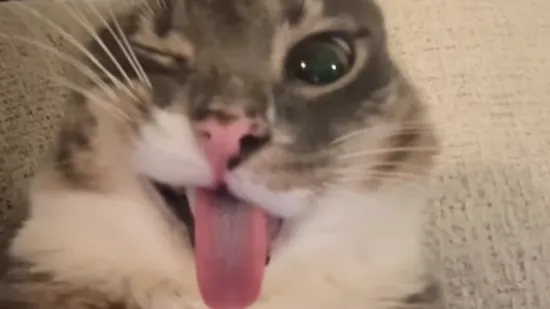 Mačka kojoj je funk neprestano u glavi